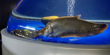 サケのふるさと 千歳水族館に投稿された画像（2022/5/2）