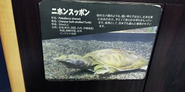サケのふるさと 千歳水族館に投稿された画像（2022/5/2）