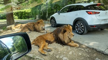 群馬サファリパークに投稿された画像（2022/5/2）