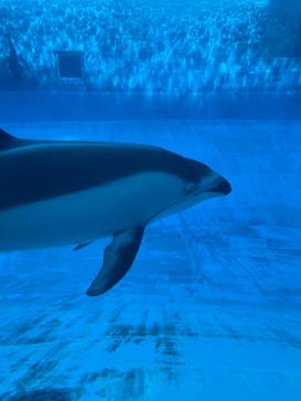名古屋港水族館に投稿された画像（2022/5/2）