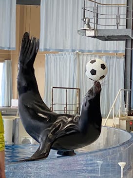 アクアワールド茨城県大洗水族館に投稿された画像（2022/5/2）