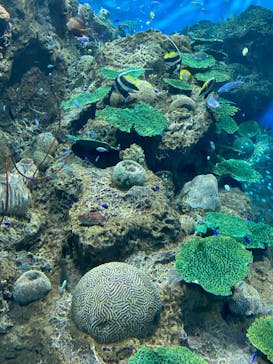 アクアワールド茨城県大洗水族館に投稿された画像（2022/5/2）