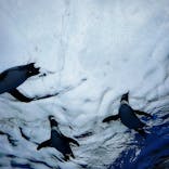 サンシャイン水族館に投稿された画像（2022/5/2）