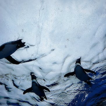 サンシャイン水族館に投稿された画像（2022/5/2）