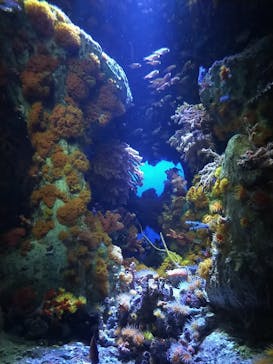 サンシャイン水族館に投稿された画像（2022/5/2）