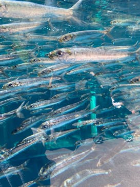 環境水族館アクアマリンふくしまに投稿された画像（2022/5/2）