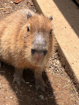 伊豆シャボテン動物公園に投稿された画像（2022/5/2）