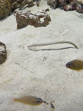 アクアワールド茨城県大洗水族館に投稿された画像（2022/5/2）