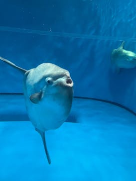 アクアワールド茨城県大洗水族館に投稿された画像（2022/5/2）
