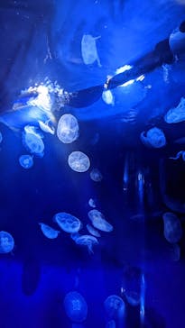 サンシャイン水族館に投稿された画像（2022/5/2）