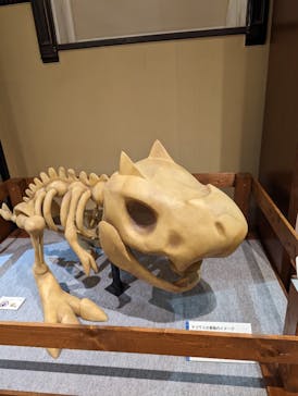 国立科学博物館　特別企画展「ポケモン化石博物館」に投稿された画像（2022/5/2）