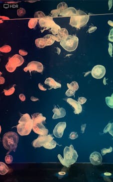 名古屋港水族館に投稿された画像（2022/5/2）