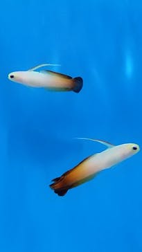 しながわ水族館に投稿された画像（2022/5/2）