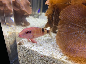 京都水族館に投稿された画像（2022/5/2）