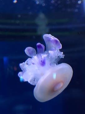 新江ノ島水族館に投稿された画像（2022/5/2）