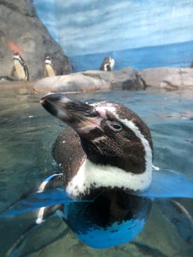 新江ノ島水族館に投稿された画像（2022/5/2）