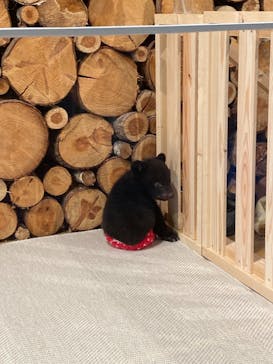 奥飛騨クマ牧場に投稿された画像（2022/5/2）