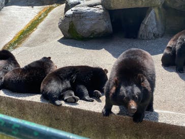 奥飛騨クマ牧場に投稿された画像（2022/5/2）