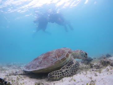 アマミエンシスに投稿された画像（2022/5/2）