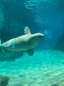 名古屋港水族館に投稿された画像（2022/5/2）