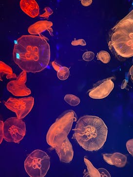 名古屋港水族館に投稿された画像（2022/5/2）