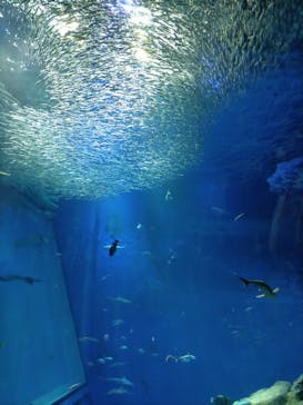 アクアワールド茨城県大洗水族館に投稿された画像（2022/5/2）