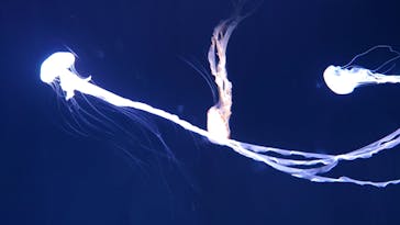 サンシャイン水族館に投稿された画像（2022/5/2）