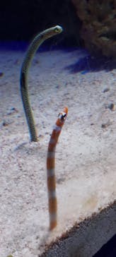 新江ノ島水族館に投稿された画像（2022/5/2）