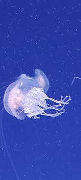 新江ノ島水族館に投稿された画像（2022/5/2）