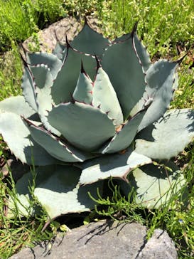 伊豆シャボテン動物公園に投稿された画像（2022/5/2）