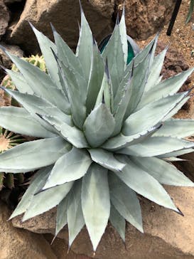 伊豆シャボテン動物公園に投稿された画像（2022/5/2）