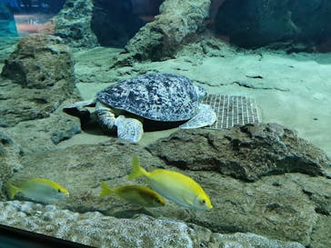 名古屋港水族館に投稿された画像（2022/5/2）