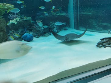 名古屋港水族館に投稿された画像（2022/5/2）