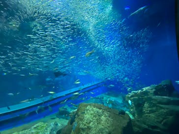 アクアワールド茨城県大洗水族館に投稿された画像（2022/5/2）