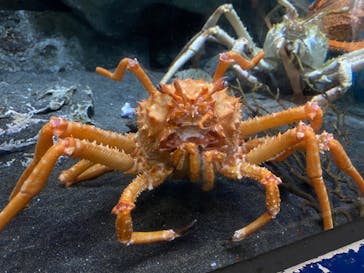 アクアワールド茨城県大洗水族館に投稿された画像（2022/5/2）