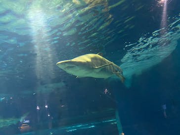 アクアワールド茨城県大洗水族館に投稿された画像（2022/5/2）