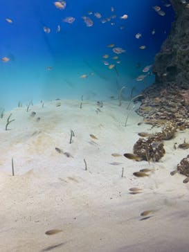 アクアワールド茨城県大洗水族館に投稿された画像（2022/5/2）
