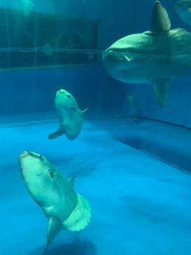 アクアワールド茨城県大洗水族館に投稿された画像（2022/5/2）