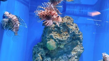 アクアワールド茨城県大洗水族館に投稿された画像（2022/5/2）