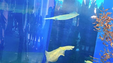 アクアワールド茨城県大洗水族館に投稿された画像（2022/5/2）