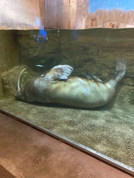 城崎マリンワールドに投稿された画像（2022/5/2）