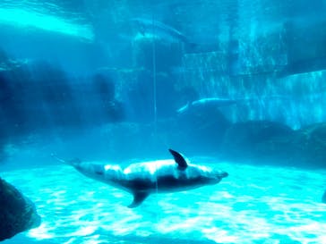 名古屋港水族館に投稿された画像（2022/5/2）