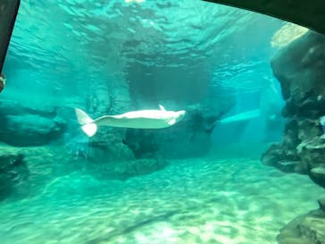 名古屋港水族館に投稿された画像（2022/5/2）