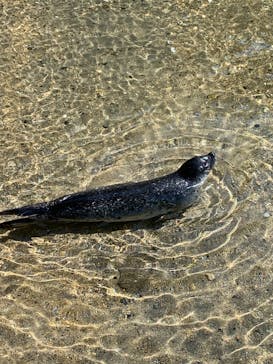 伊豆・三津シーパラダイスに投稿された画像（2022/5/2）