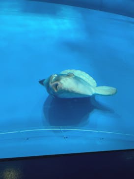 アクアワールド茨城県大洗水族館に投稿された画像（2022/5/2）