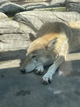天王寺動物園に投稿された画像（2022/5/2）
