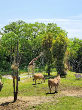 天王寺動物園に投稿された画像（2022/5/2）