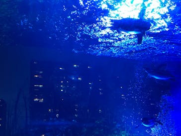 サンシャイン水族館に投稿された画像（2022/5/2）