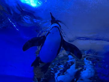 サンシャイン水族館に投稿された画像（2022/5/2）