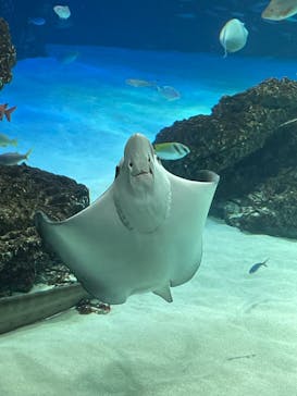 サンシャイン水族館に投稿された画像（2022/5/2）
